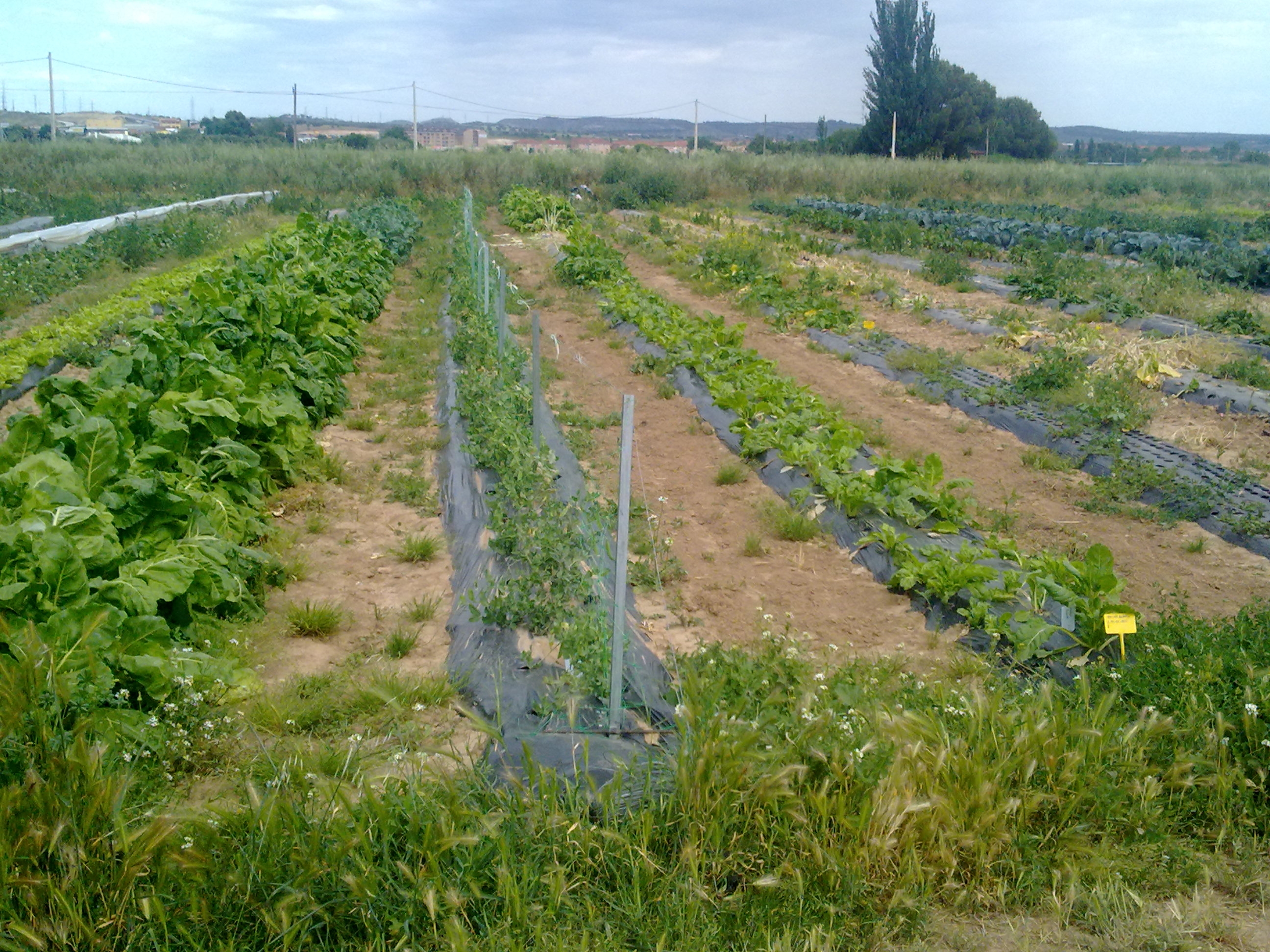 Estudio de Viabilidad Agroecológica