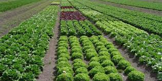 Presentación del Parque Agrario de Fuenlabrada