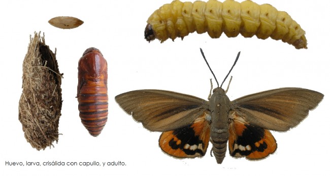 endoterapia paysandisia