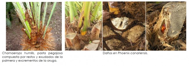 endoterapia paysandisia daños