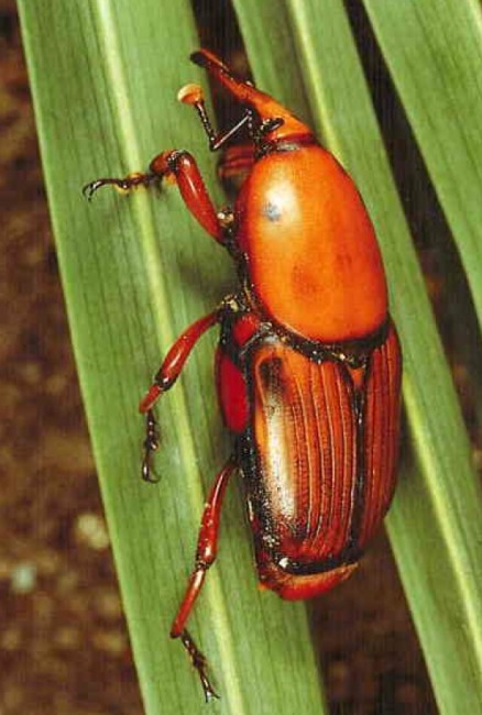 endoterapia picudo rojo adulto