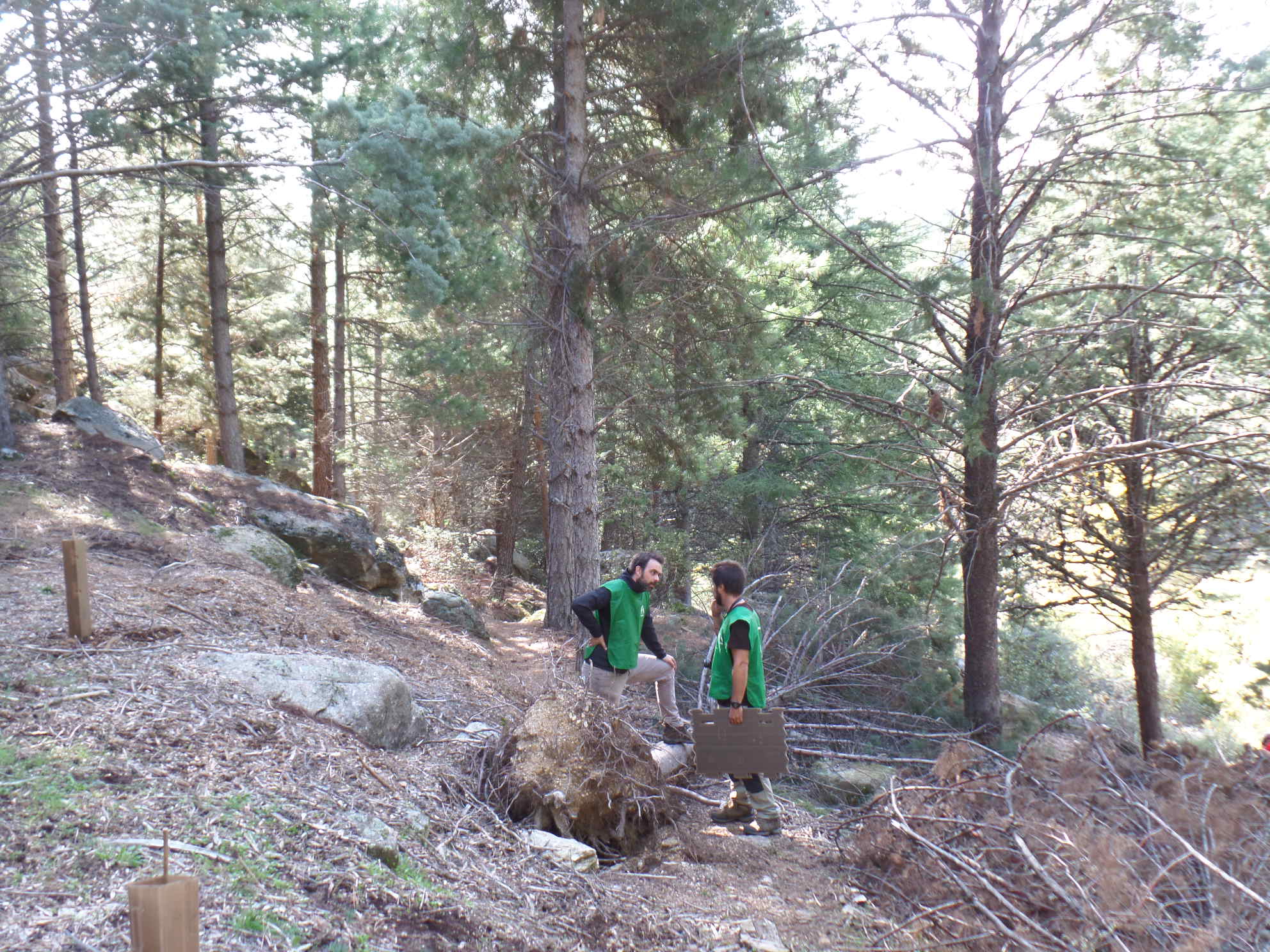 Reforestación con la Fundación Ardilla en La Pedriza