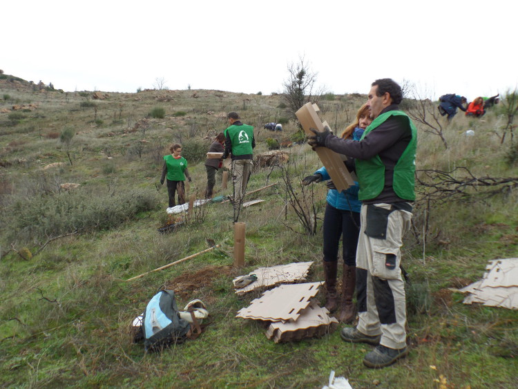 Reforestacion En Robledo De Chavela Heliconia S Coop Mad