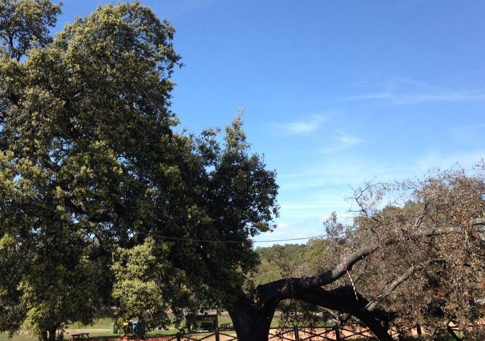 Trabajos de adecuación y estabilización de árbol singular: La encina de la Romería