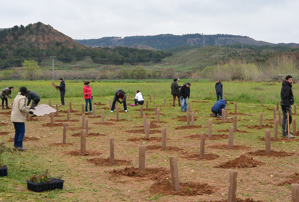 Plantación del Bosque Comestible, en Alcalá de Henares (Madrid). Año 2017