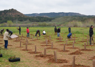 Plantación del Bosque Comestible, en Alcalá de Henares (Madrid). Año 2017