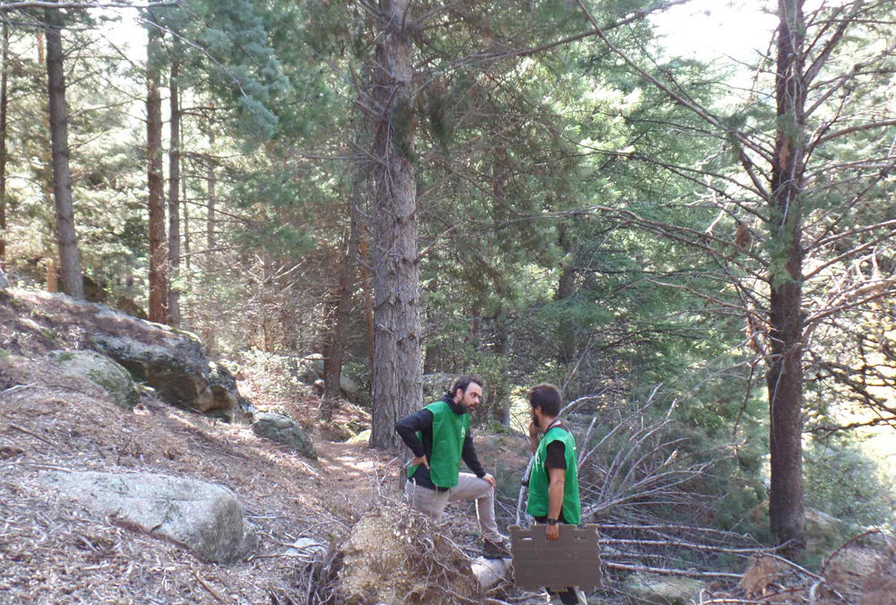 Reforestación del Bosque Mediterráneo del Parque de la Pedriza