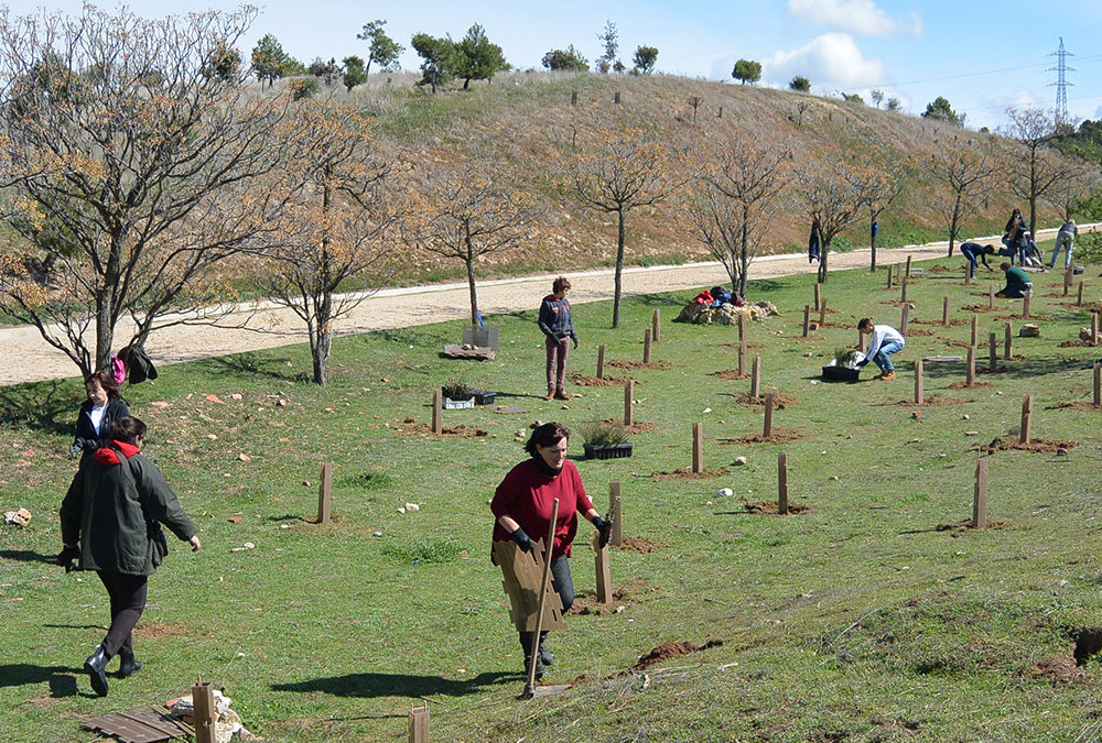 Diversificación florística del Parque de los Cerros, en Alcalá de Henares (Madrid). Año 2017