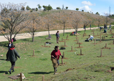 Diversificación florística del Parque de los Cerros, en Alcalá de Henares (Madrid). Año 2017