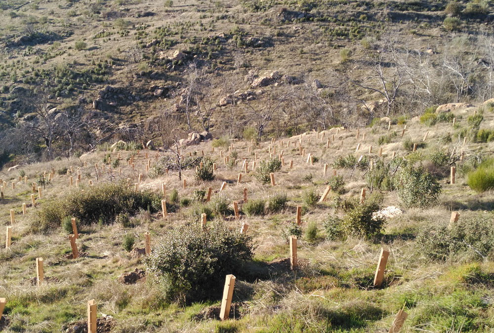 Reforestación del área incendiada en el Monte de Santa Catalina, en Robledo de Chavela (Madrid). Año 2016-2017 (en activo)