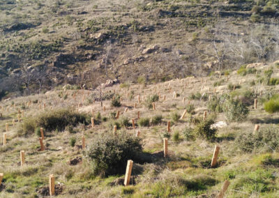 Reforestación del área incendiada en el Monte de Santa Catalina, en Robledo de Chavela (Madrid). Año 2016-2017 (en activo)