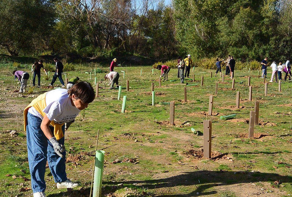 Reforestación del bosque fluvial del Río Henares en Azuqueca de Henares (Guadalajara). Año 2014