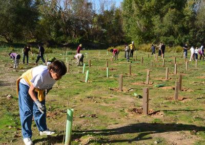 Reforestación del bosque fluvial del Río Henares en Azuqueca de Henares (Guadalajara). Año 2014