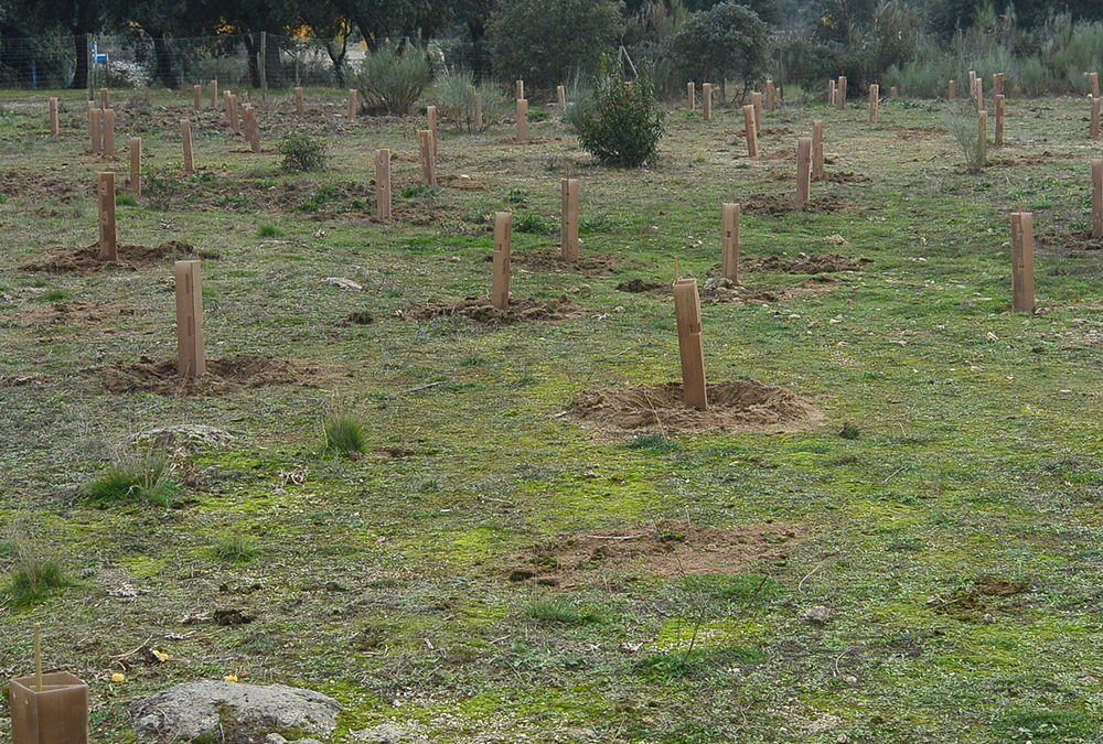 Reforestación del entorno embalse de Valmayor, Parque Regional del Curso Medio del Guadarrama, en Galapagar (Madrid) Año 2015.