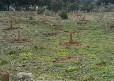 Reforestación del entorno embalse de Valmayor, Parque Regional del Curso Medio del Guadarrama, en Galapagar (Madrid) Año 2015.
