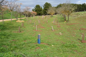 Plantación, talleres ambientales, diversificación floral