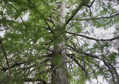 Informe de Evaluación y Conservación de Árboles Singulares de Extremadura