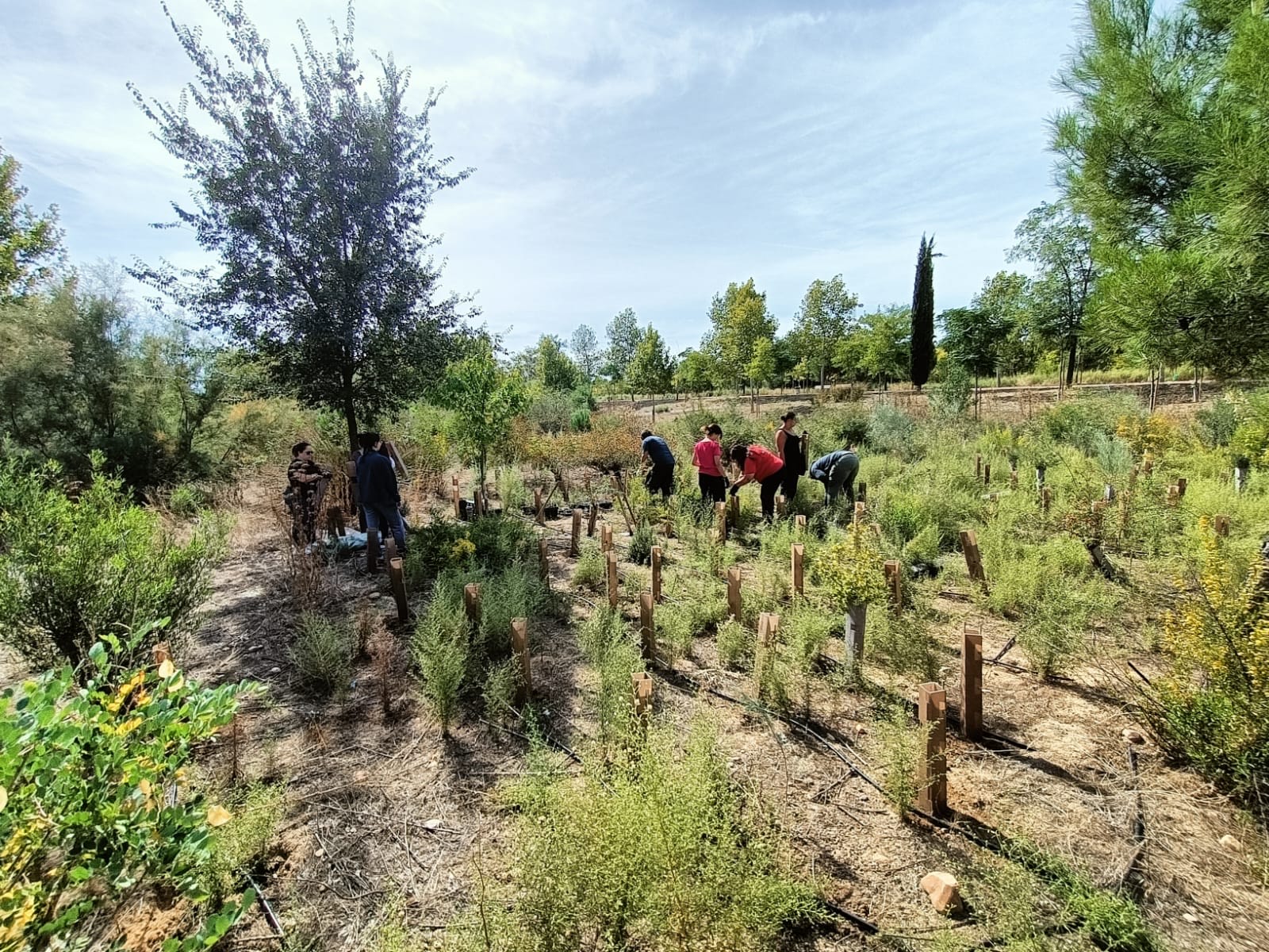 Participación de empleados en una jornada de reforestación organizada por Heliconia para restaurar ecosistemas y mitigar el cambio climático.