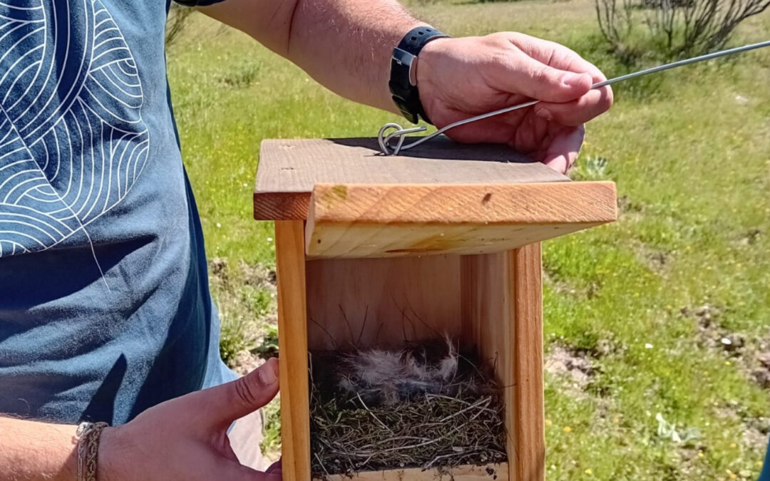 Revisión y limpieza de cajas nido en nuestra finca en Las Rozas