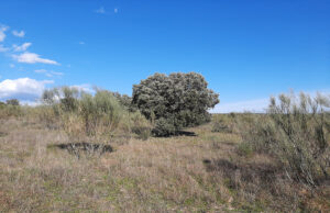 Protegemos y gestionamos el Bosque Heliconia en Madrid a través de la custodia del territorio, impulsando la conservación y el desarrollo sostenible.