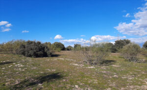 Impulsamos la Responsabilidad Social Corporativa en el Bosque Heliconia en Madrid con proyectos de restauración ecológica, reforestación y conservación del entorno natural.