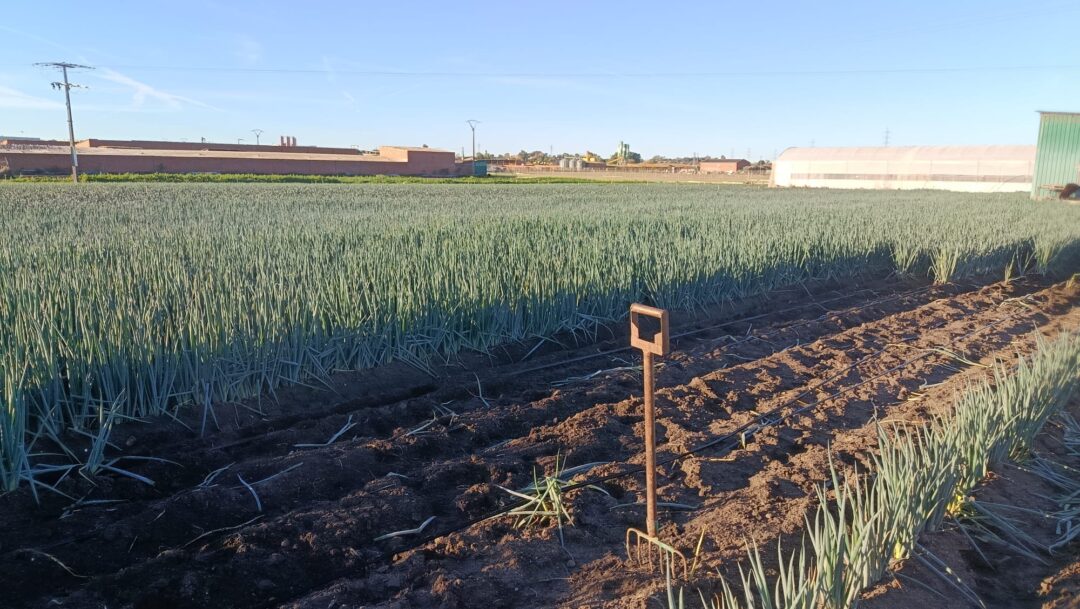 Sembrando el Relevo para consolidar un sistema alimentario de proximidad